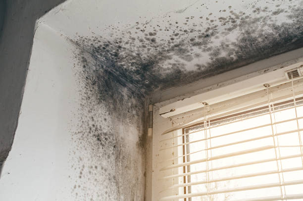 Affordable Black Mold Remediation solutions in Catharpin, VA